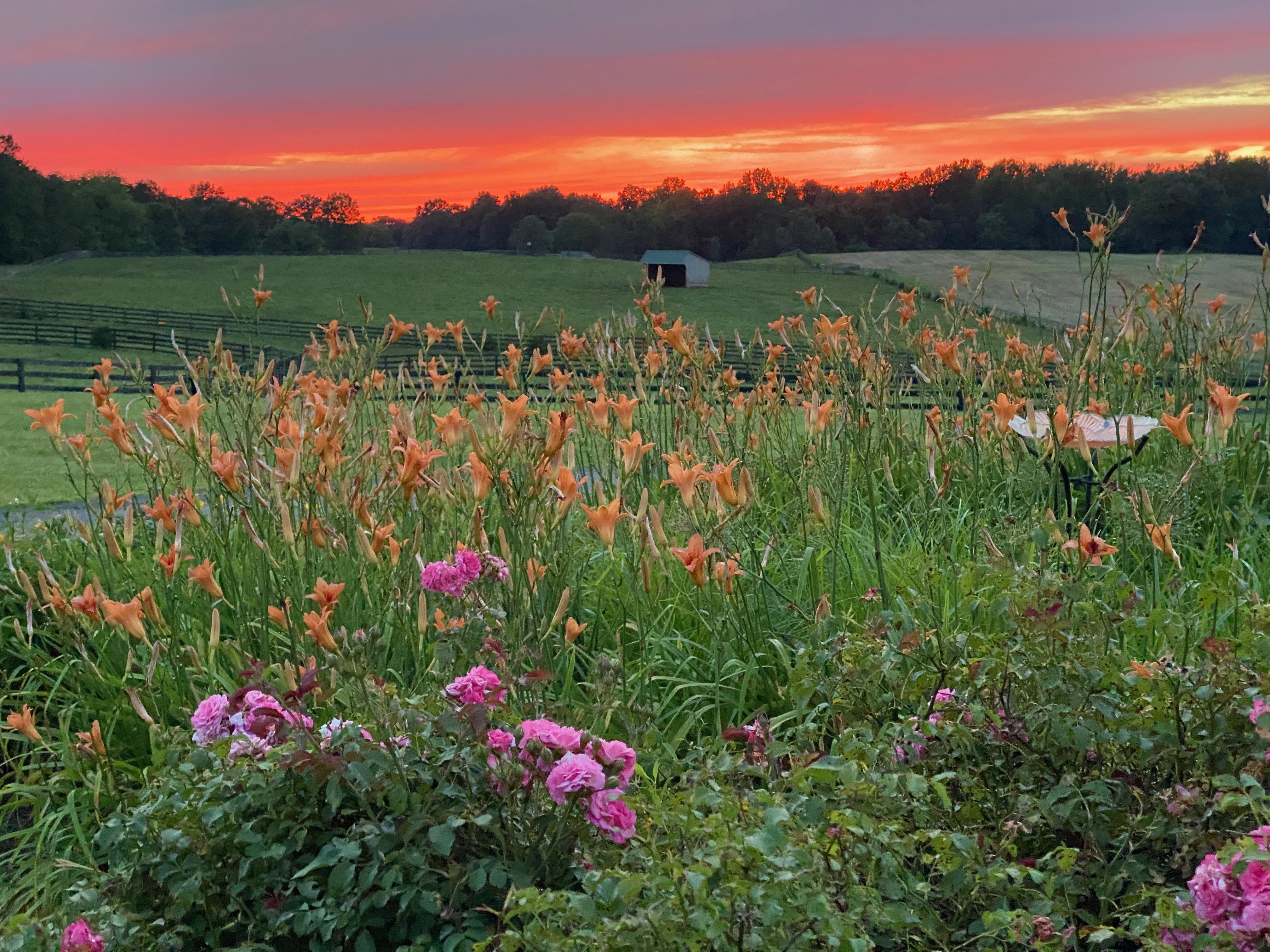 Sunset Daylilies